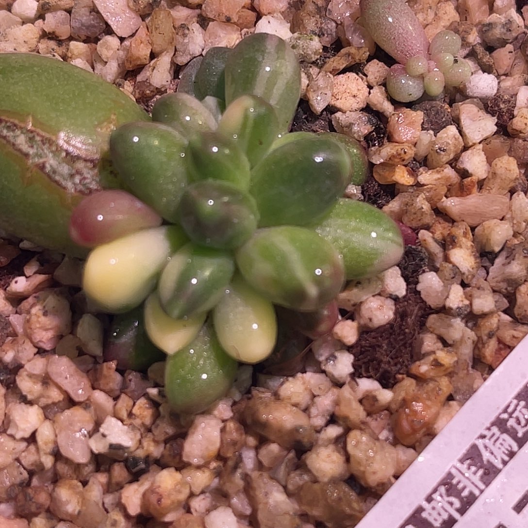 尚品园艺福利锦8479