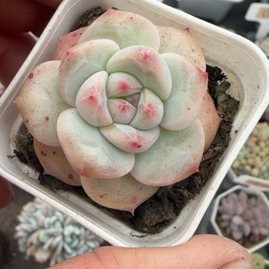 252雪恋人多肉植物多