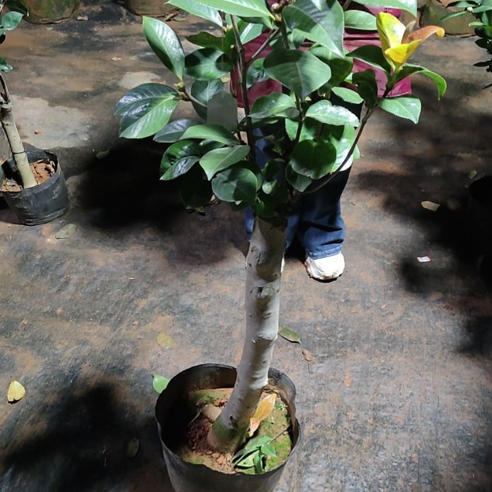 全部花苞宁*朱沙紫袍不包邮