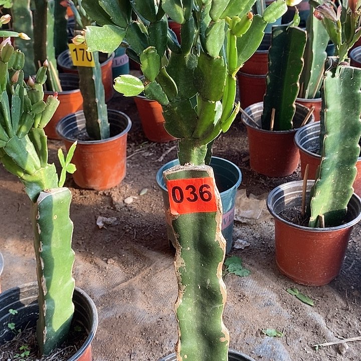 无花朵冬**姥038/036号新疆不包邮