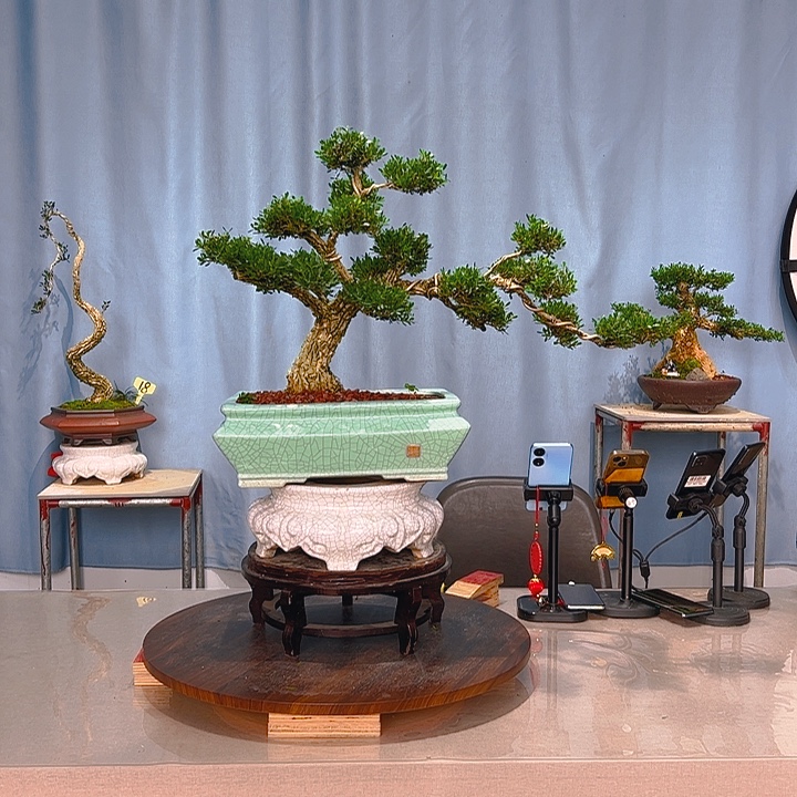 无花朵广东皱皮雀舌黄杨