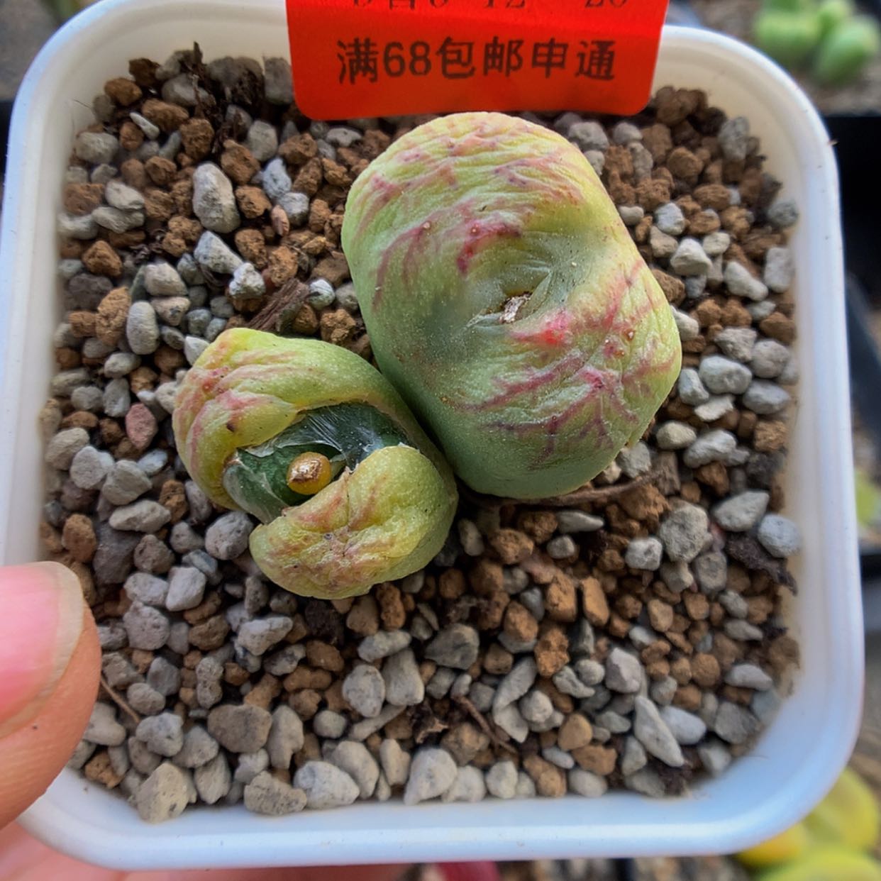 【闪购商品】3-12-28 龙姬杂一颗特100