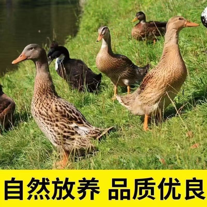 KK精选5只自然生长土麻鸭五谷喂养新鲜宰杀京东/顺丰无掌翅无内脏