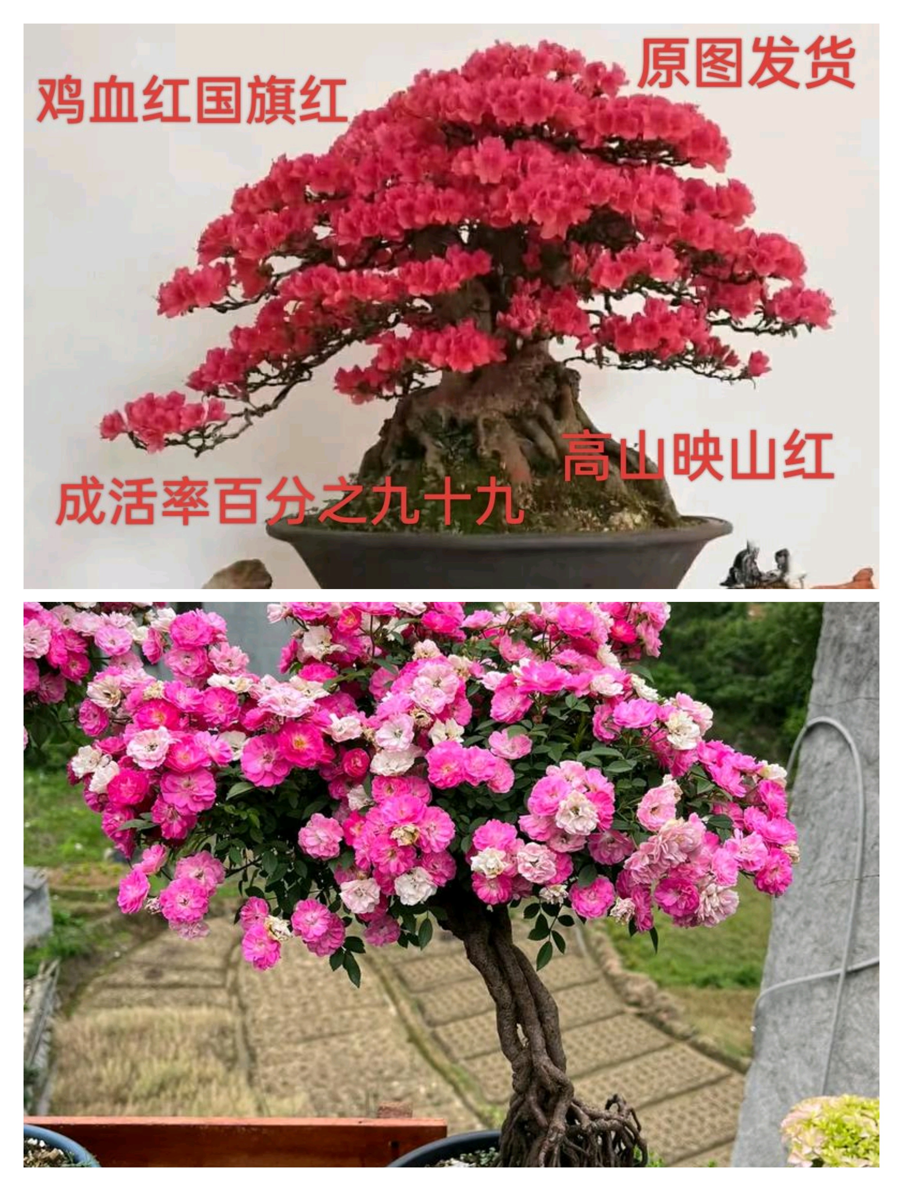 映山红，刺梨，山木香，火棘各种老桩直播专用连接。