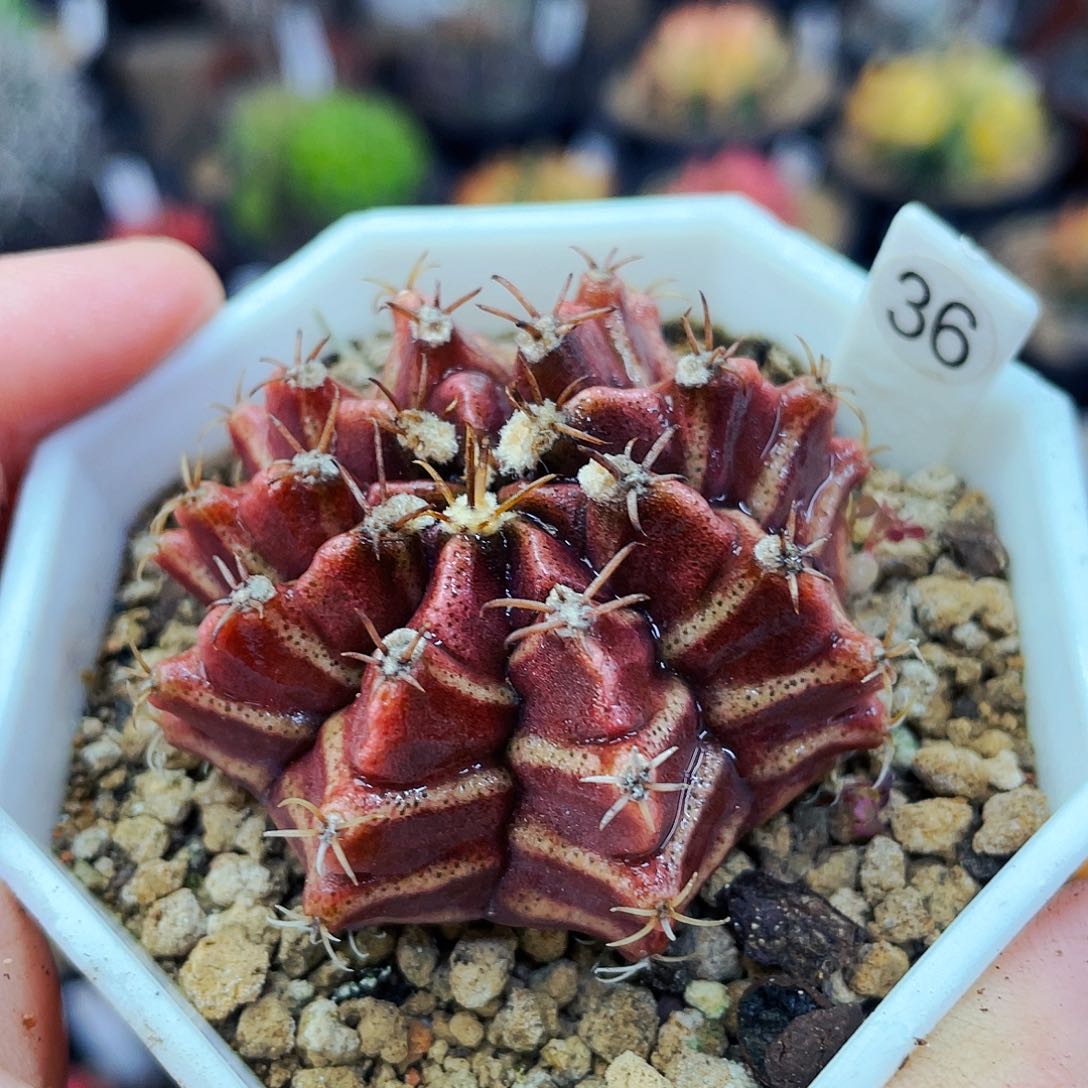 非偏远地区满25发货仙人球