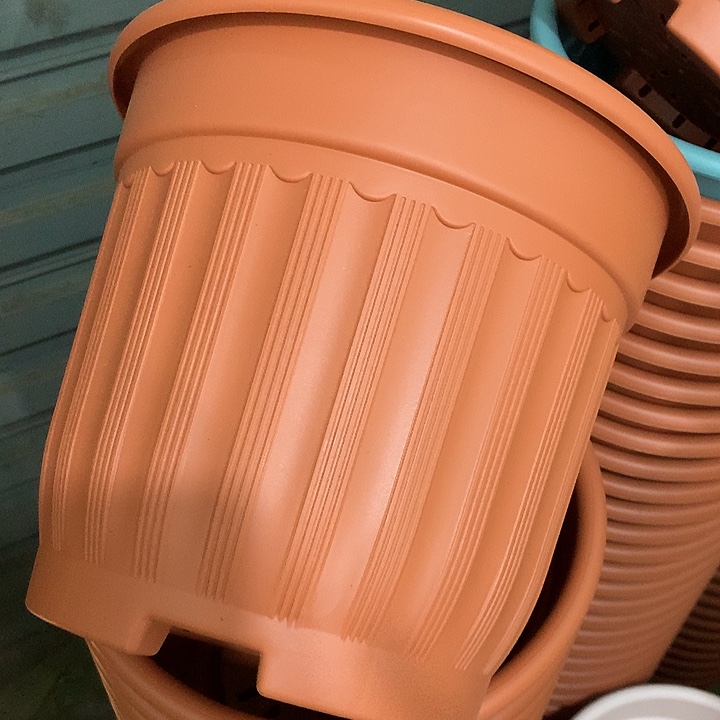 罗马口32高28红3个