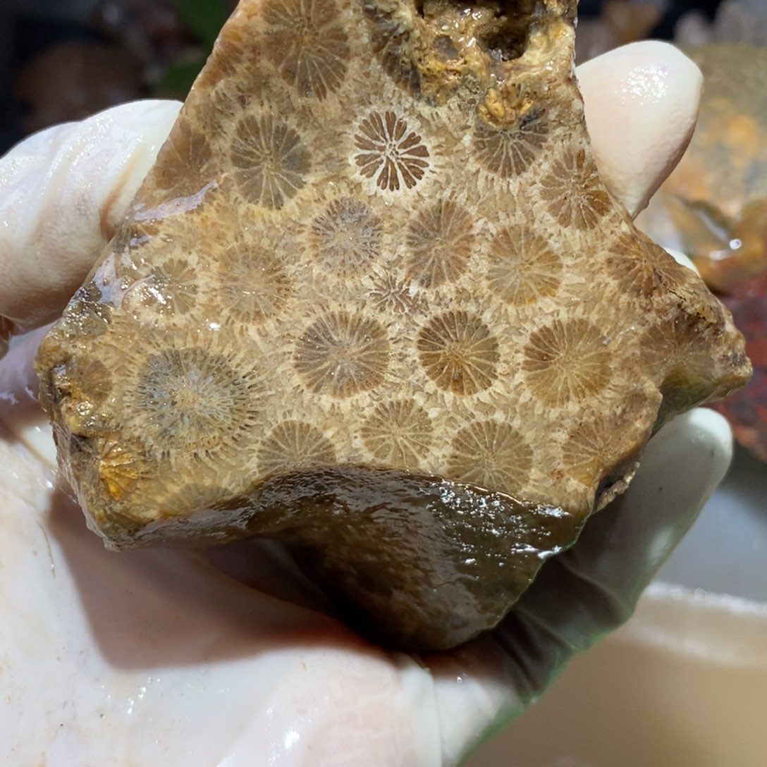 【闪购商品】硅化玉颈饰未镶嵌