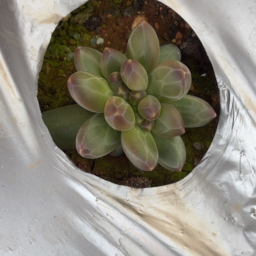 多肉植物卡布其诺缀