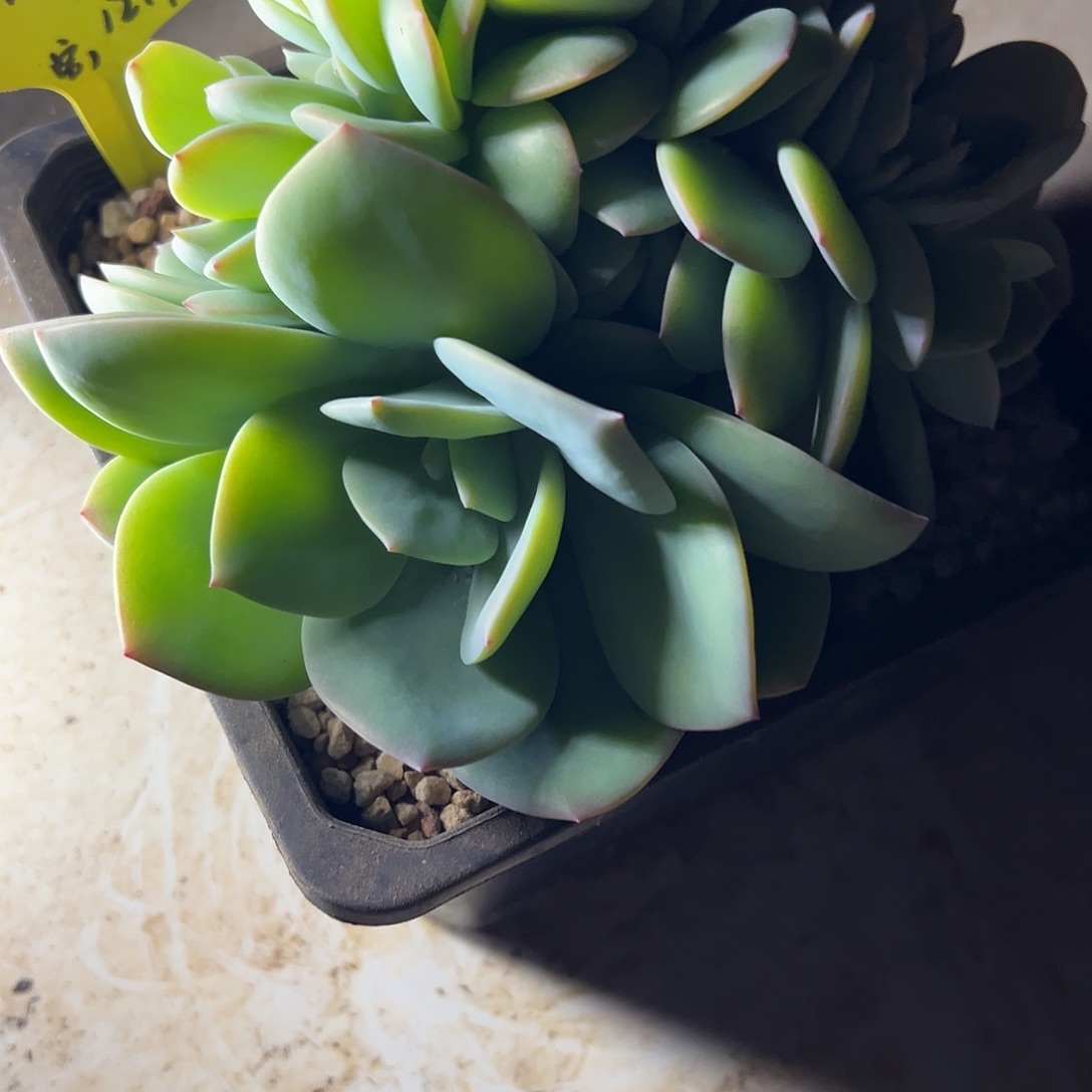 甜甜圈雪凤醉花一颗