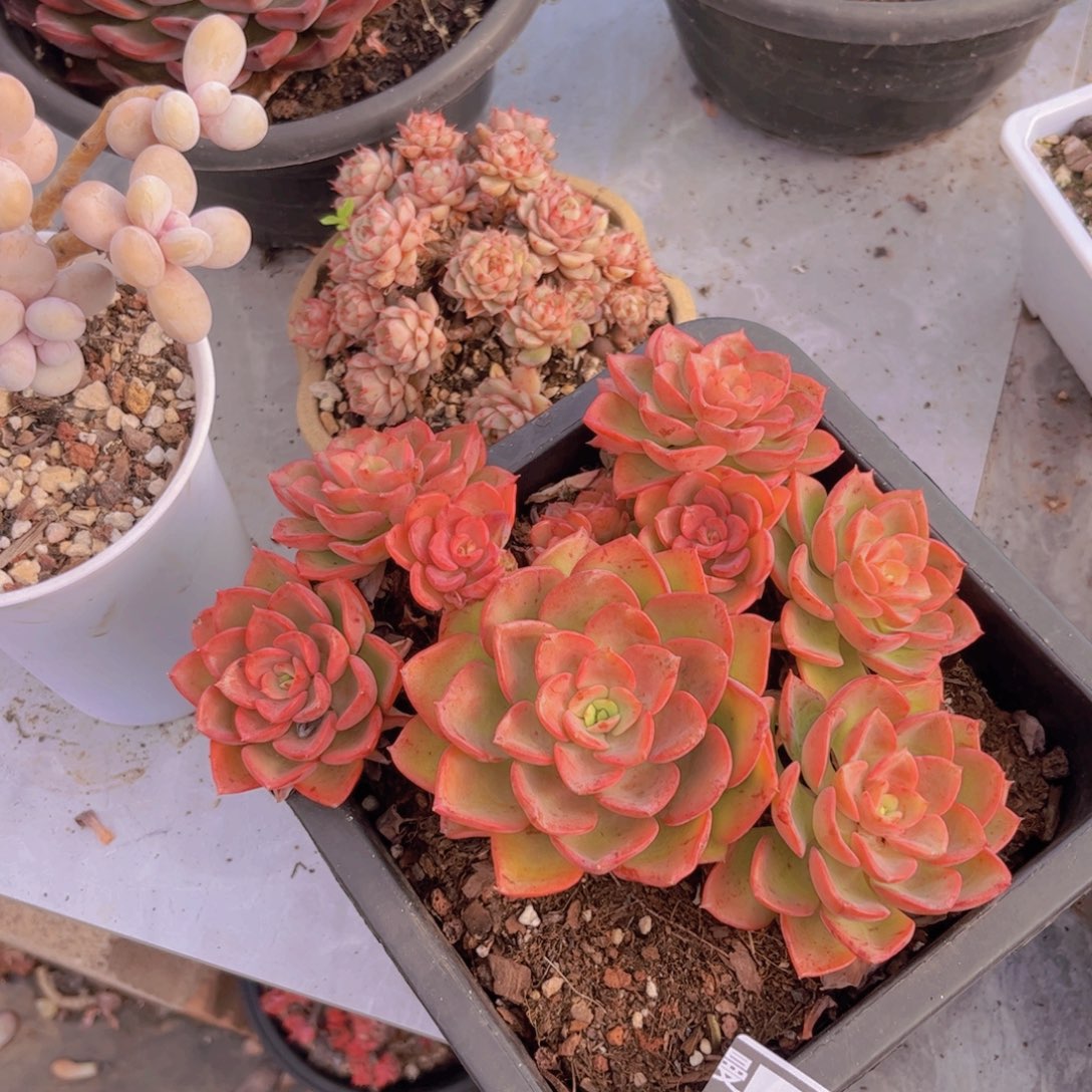 高贵多肉植物14101