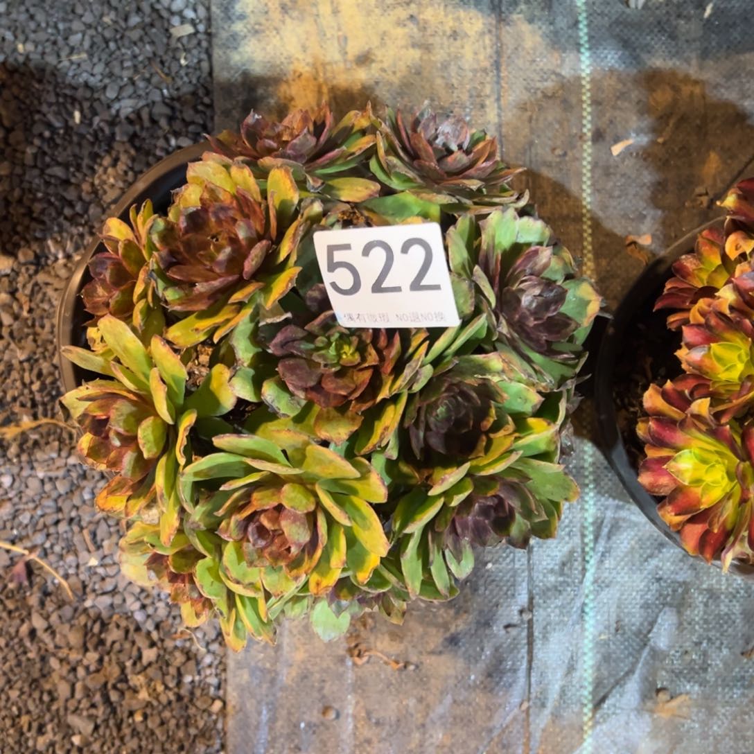 我是真的很喜欢这个