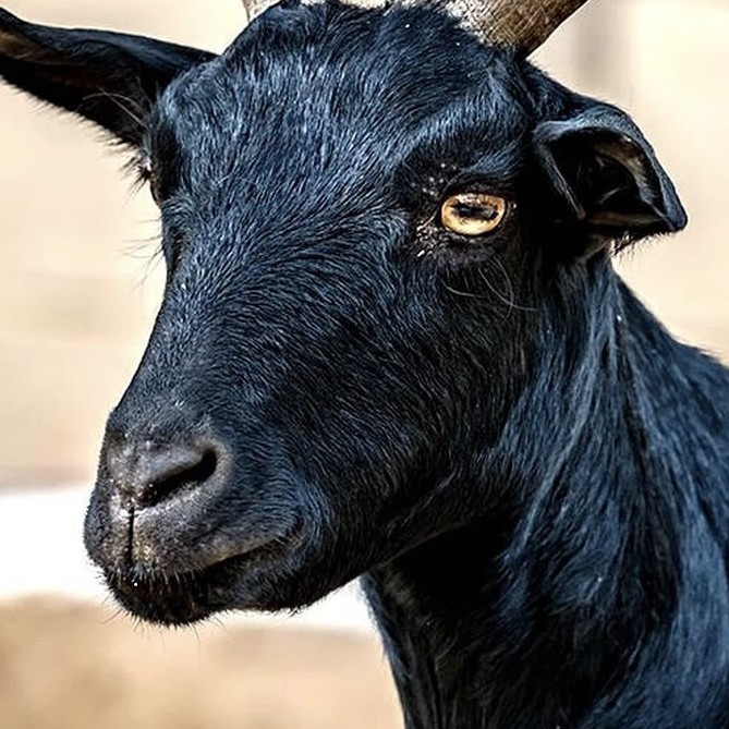 农家散养小耳朵羊