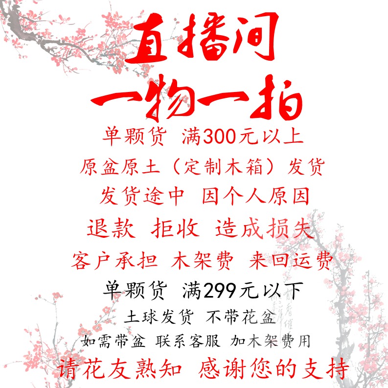 土球发货.不含花盆 耐寒梅花 盆栽带芽苞庭院花卉冬季开花梅花