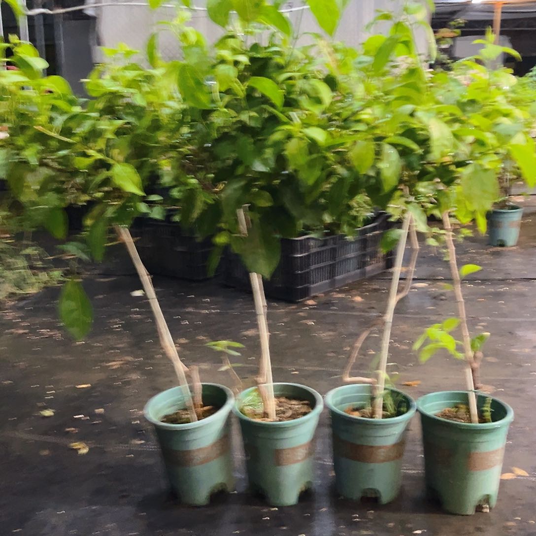 当前无花栽培后可以开花塞佛理棒棒糖一颗