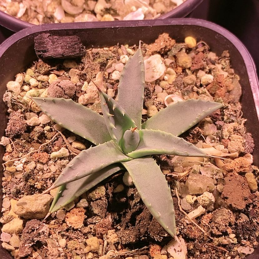 【闪购商品】妖艳多肉