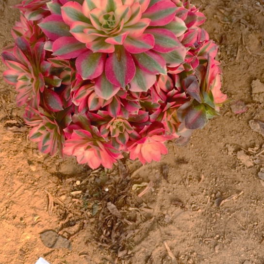 无花朵751多肉植物粉女巫