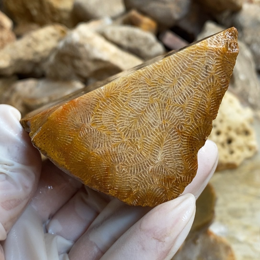 【闪购商品】硅化玉颈饰未镶嵌