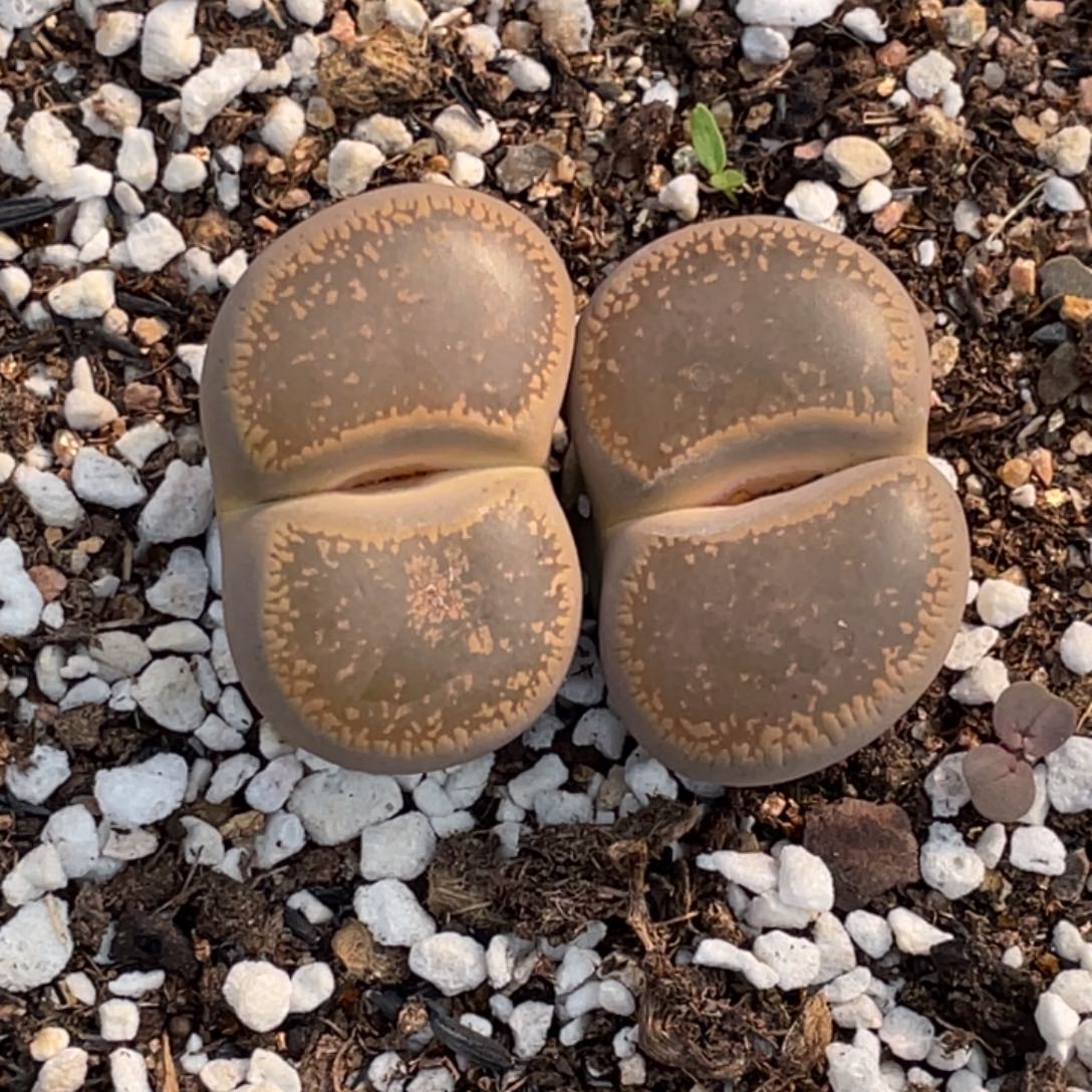 满20包邮非偏远981