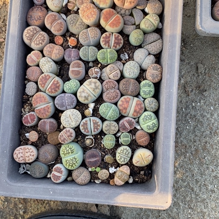 眉***心生石花等植物的604