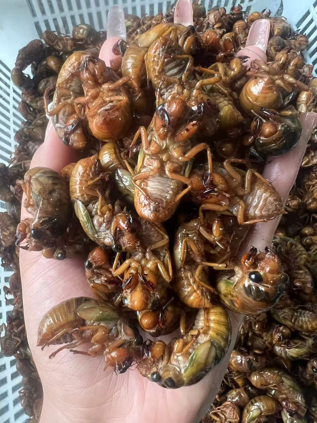 高山金蝉知了猴新鲜顺丰包邮，可用于烧烤油炸