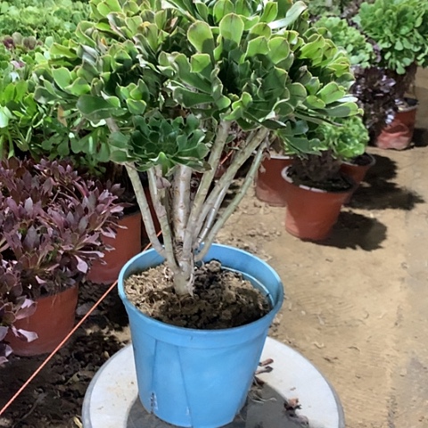 谓***我原始绿多肉法师16号