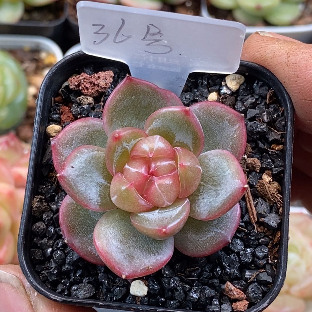 天官赐福百无禁忌