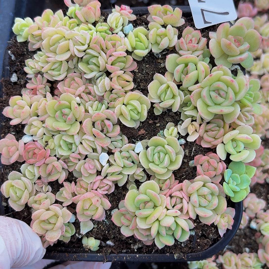 多肉植物多肉植物770