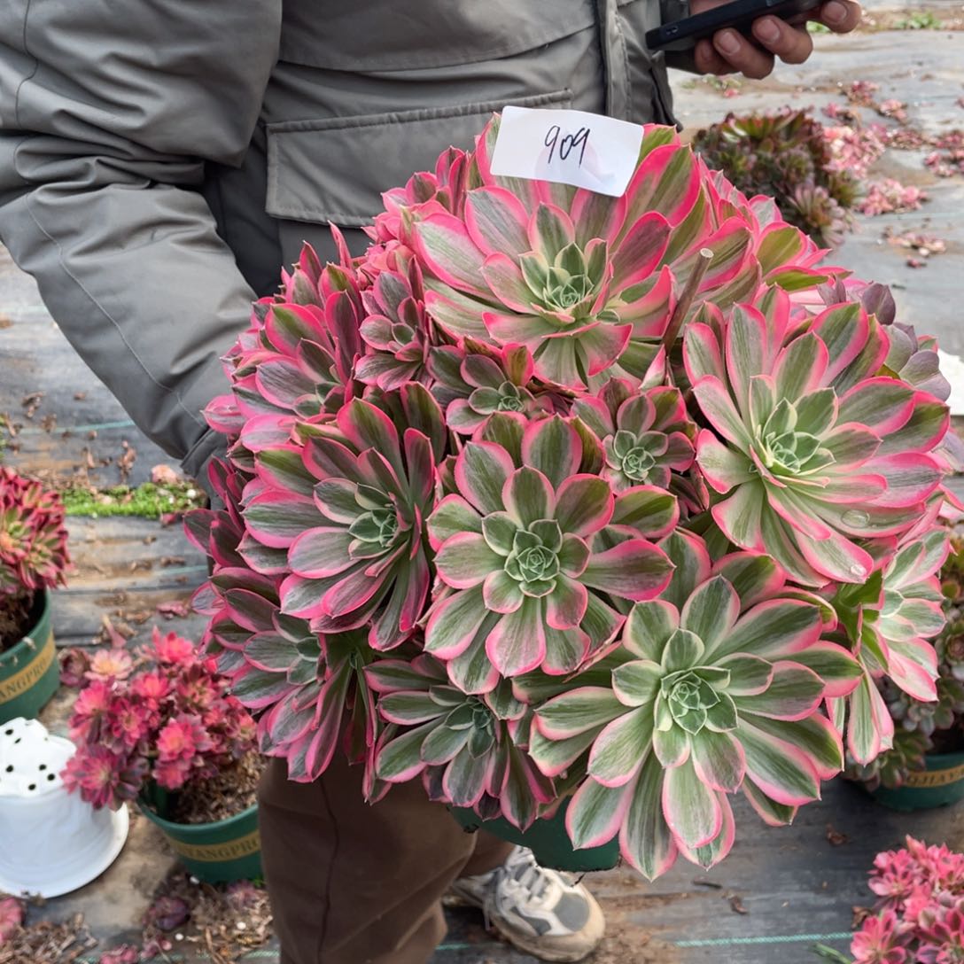 老五多肉90911111