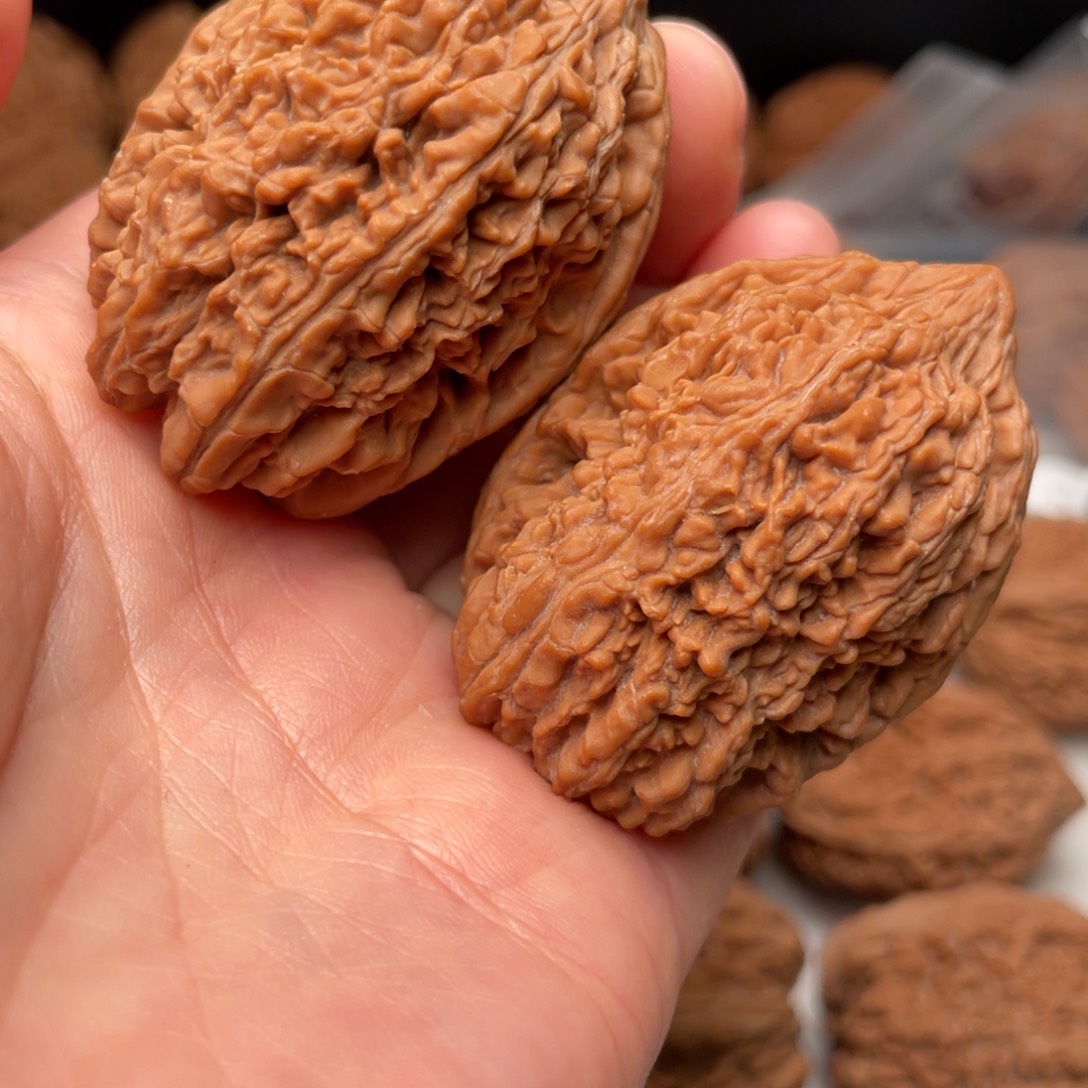 来***瞳木质类大蒜头 36尺