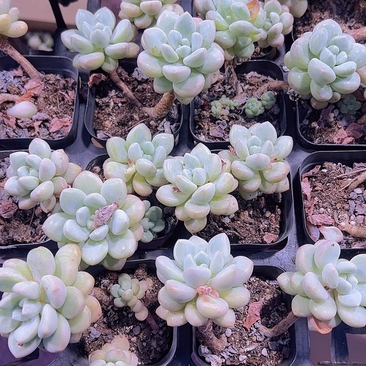 老庄泡泡糖精品多肉植物