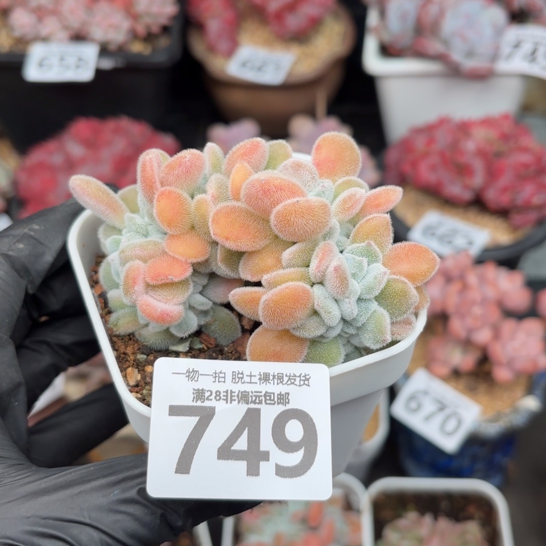 雪晃星缀化无盆土发货