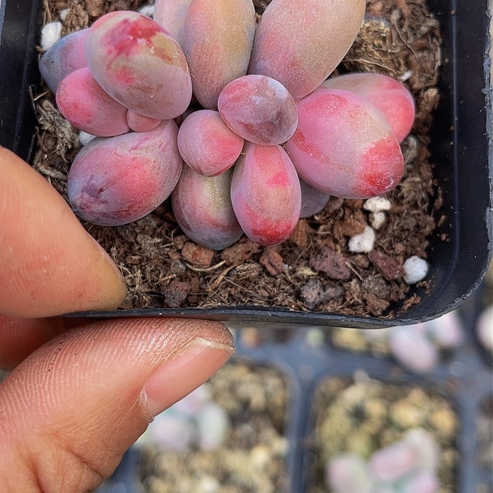 冷*·冷蓝专拍群生一物一拍111