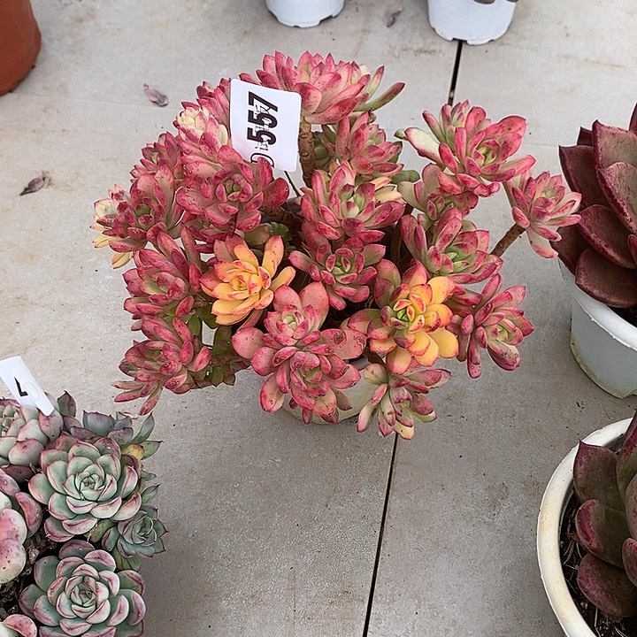 l***然557叮当锦多肉植物多肉