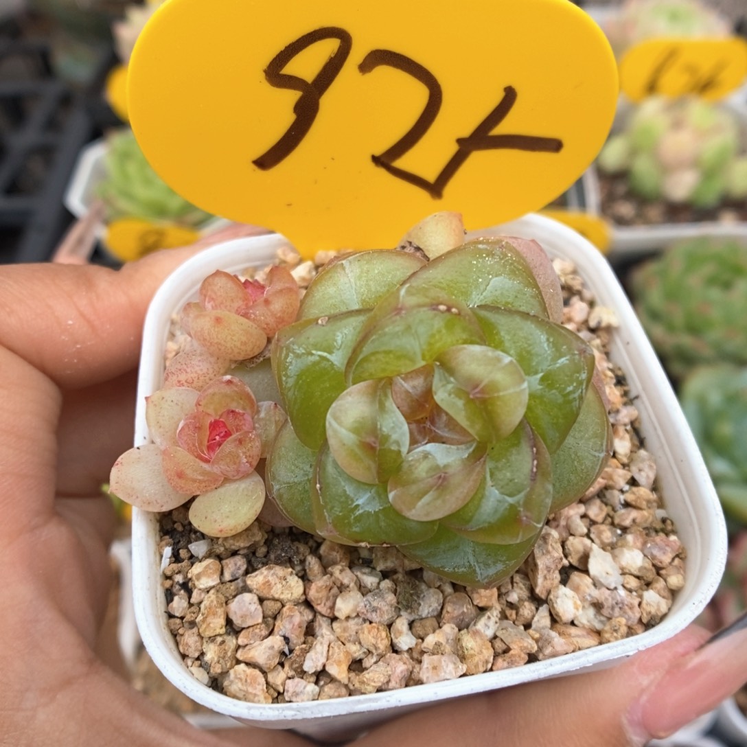 透心珍妮群生925号