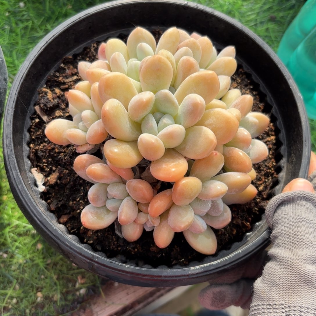 香芋88888888多肉
