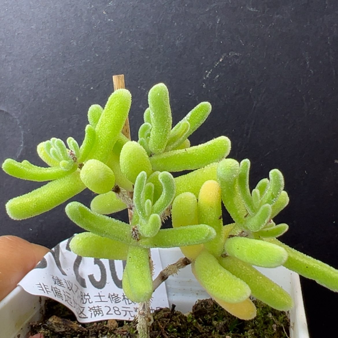 【闪购商品】优选 dy2305橙闪盆口5cm