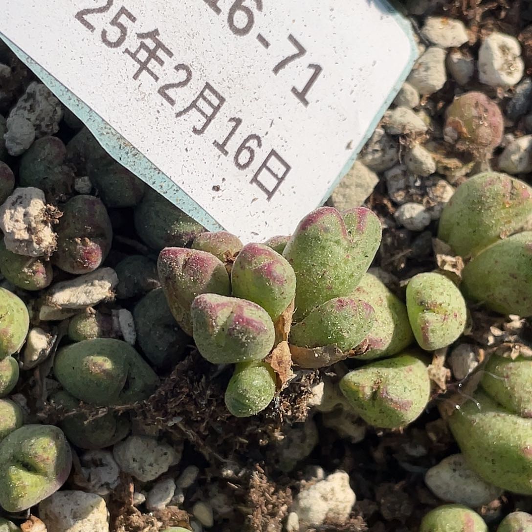 用****416-71肉锥多肉植物