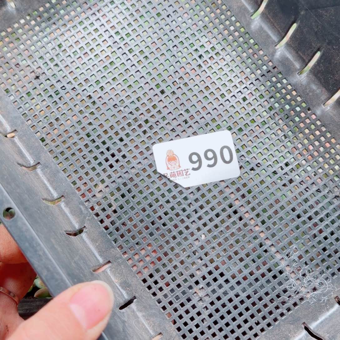 芽***呀多肉植物多肉植物