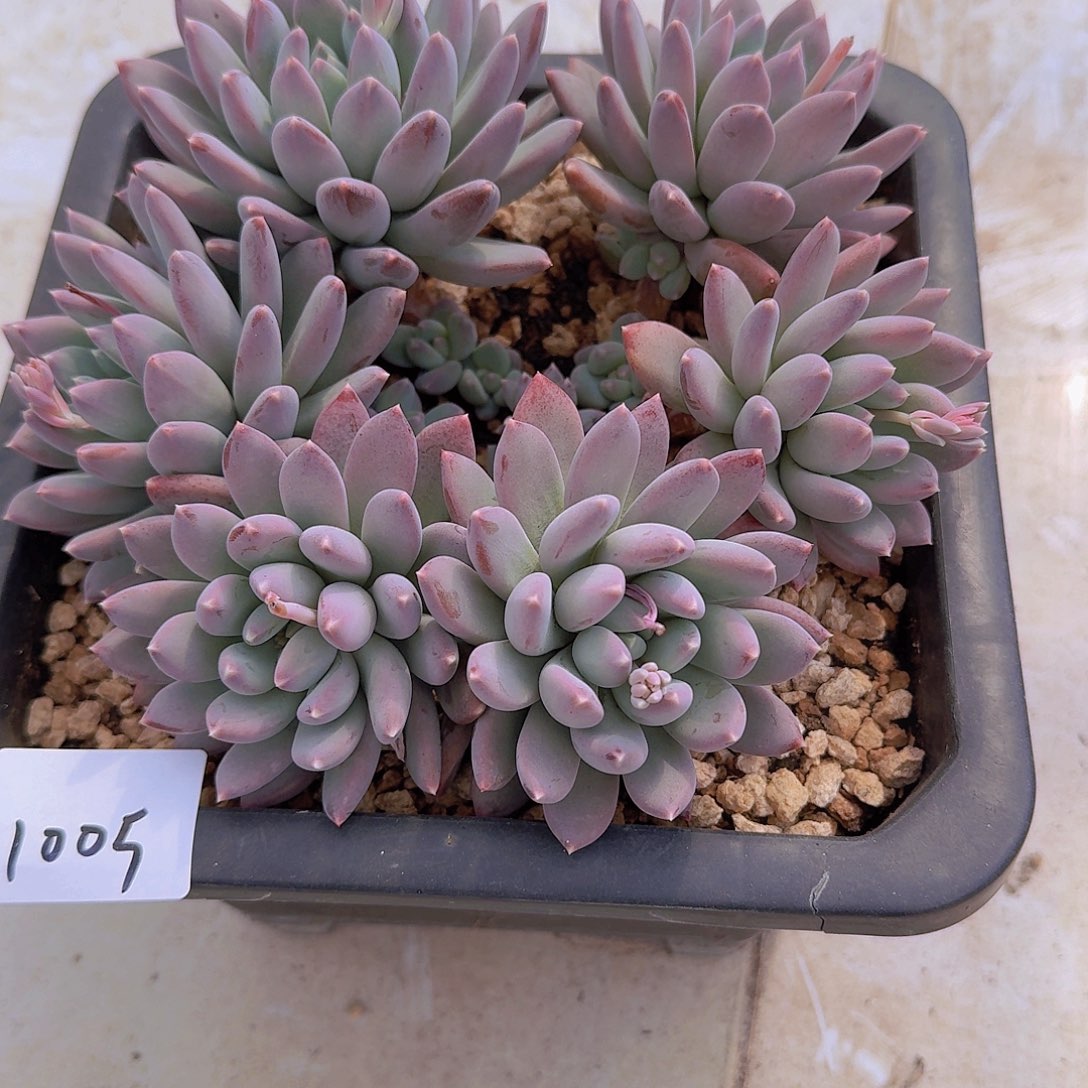 芳1005美人杂多肉