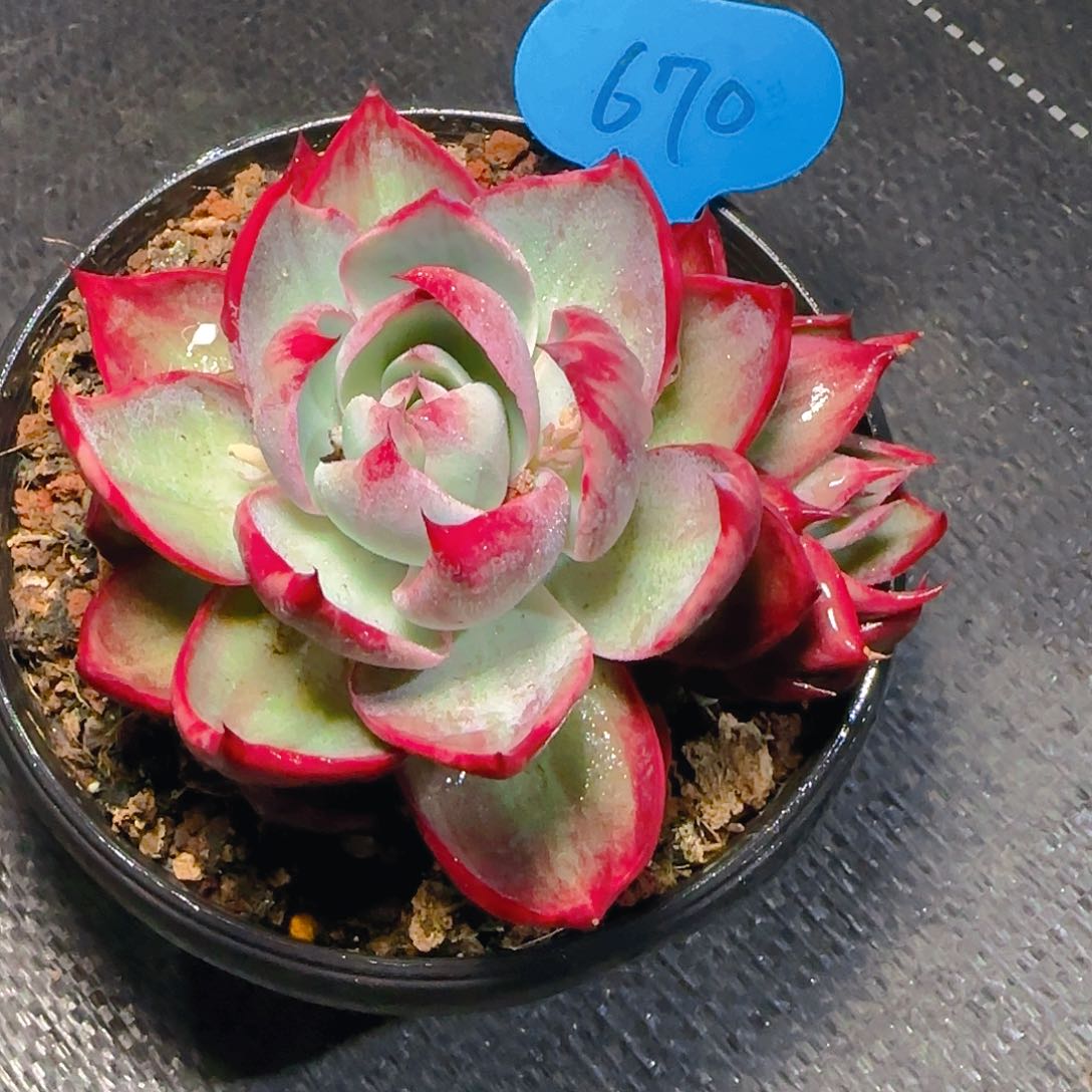 正****面惊鸿仙子一物一拍670号