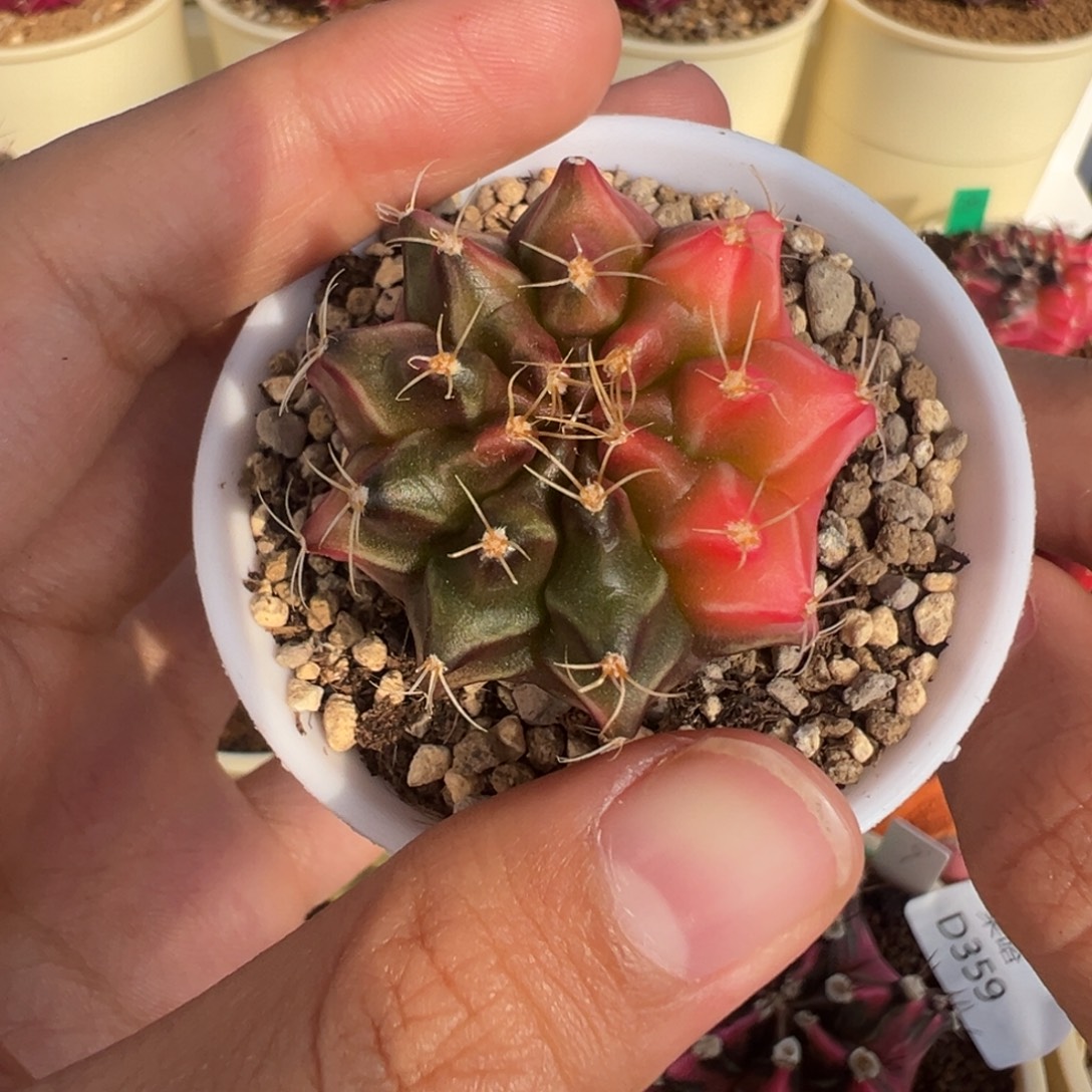 405 好看的米哈冲冲冲