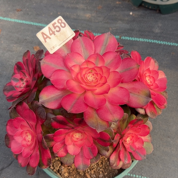 458荔枝20厘米左右