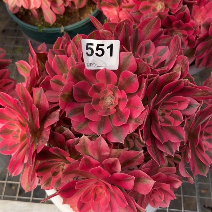 551女巫20厘米左右