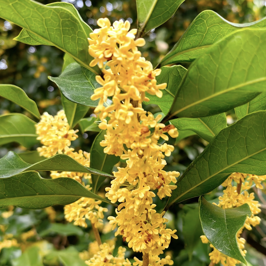 【桂花】四季桂金桂可食用浓香型桂花花苗盆栽庭院地栽耐寒