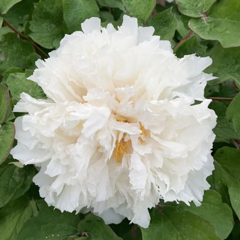 【香玉】洛阳牡丹花苗观赏重瓣耐寒盆栽室内庭院四季牡丹带芽