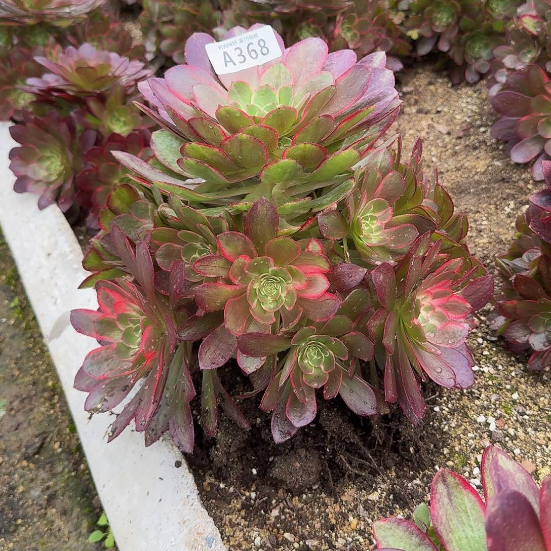 368粉冠。多肉植物