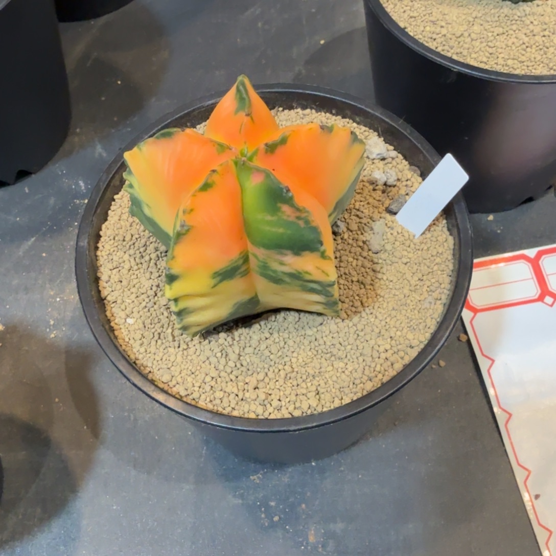 用***9实生根鸾凤玉锦呀