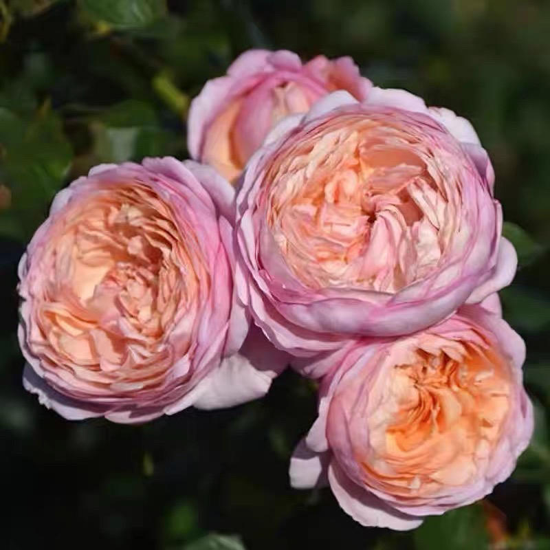 新品【伴侣】可藤可灌月季法国月季大花浓香 直立勤花多季节开花