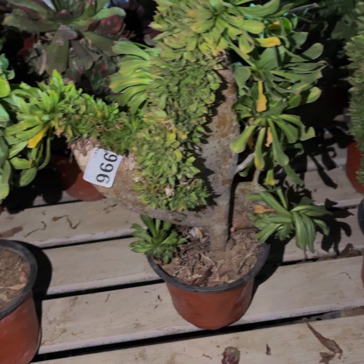 996夕颜多肉植物不售后中班