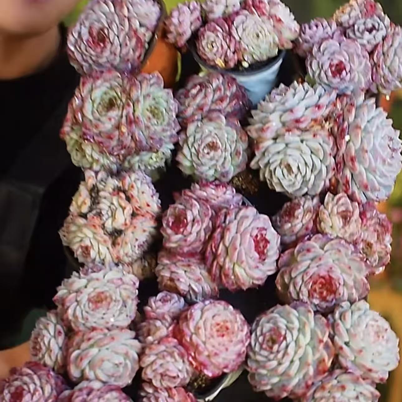 零花钱多肉   糖心天鹅绒  多肉植物   露养  阳台